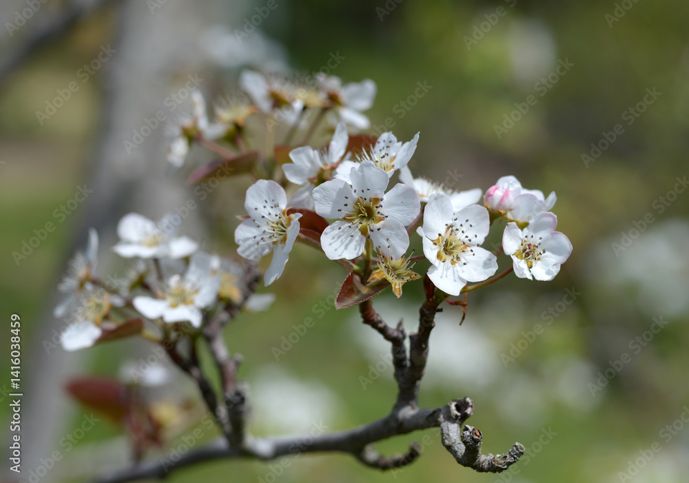 Obraz premium ナシ 大原紅