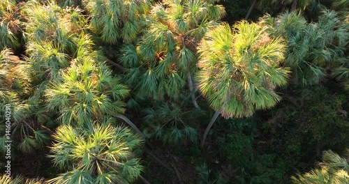 Beautiful nature. Southern Florida ecosystem with green wild vegetation. Tropical landscape