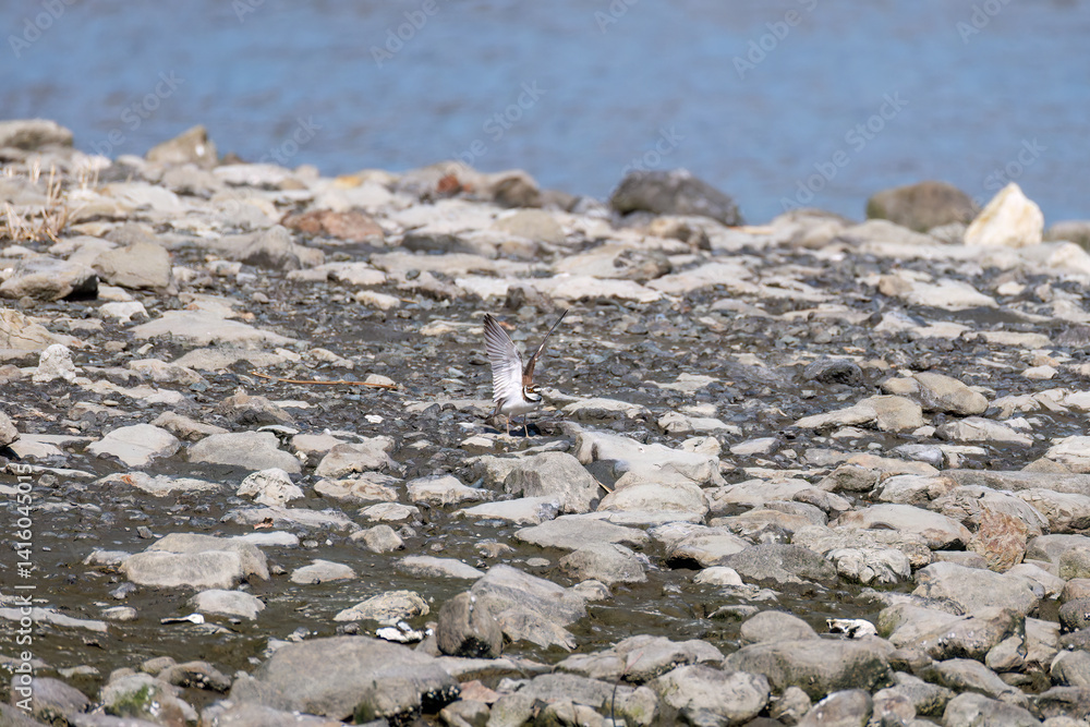 Obraz premium 飛翔する 美しいコチドリ（チドリ科） 英名学名：Little ringed plover, Charadrius dubius 東京都大田区東京港野鳥公園-2025年 