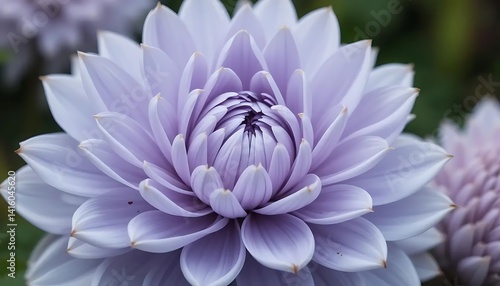 Obraz na płótnie Exquisite dahlia flower in soft pastel hues, captivating close-up view w salonie