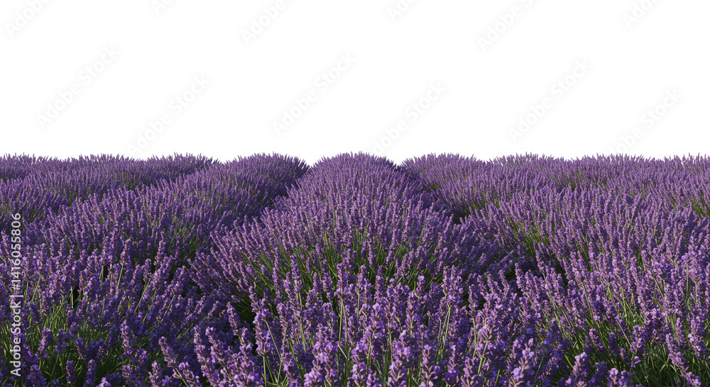Obraz premium Vibrant rows of lavender blossoms stretch to the horizon, a fragrant tapestry of purple against a pristine white sky in this tranquil scene.