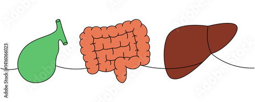 Set of human organ one line colored continuous drawing. Gallbladder, intestines, liver continuous one line illustration.