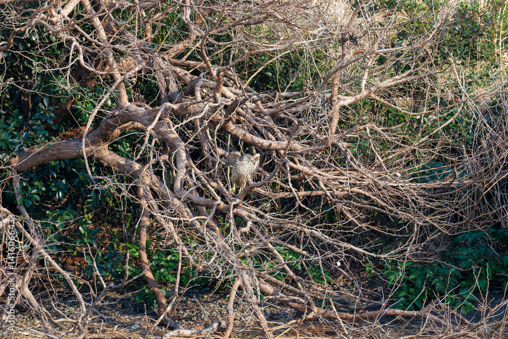飛翔する美しいオオタカ(タカ科)
英名学名:Northern Goshawk (Accipiter gentilis, family comprsing hawks)
東京都大田区東京港野鳥公園-2025年
飛翔する美しいオオタカ(タカ科)
英名学名:Northern Goshawk (Accipiter gentilis, family comprsing hawks)
東京都大田区東京港野鳥公園-2025年
