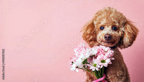Brown poodle with a bouquet of daisies on a pink background. Generated image. Toy poodle dog holding a bouquet of flowers against a pink background.
