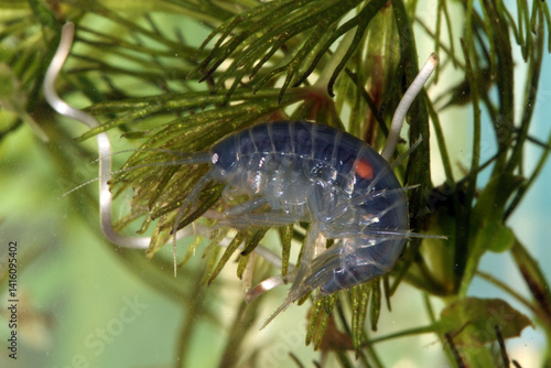 A macro underwater photograph of a freshwater amphipod (Gammarus lacustris), commonly known as a scud. The specimen is visibly infected with a parasitic Acanthocephalan worm, evident as an orange spot