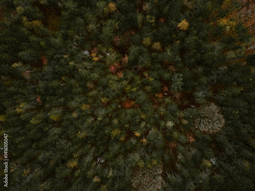 Forest Aerial View