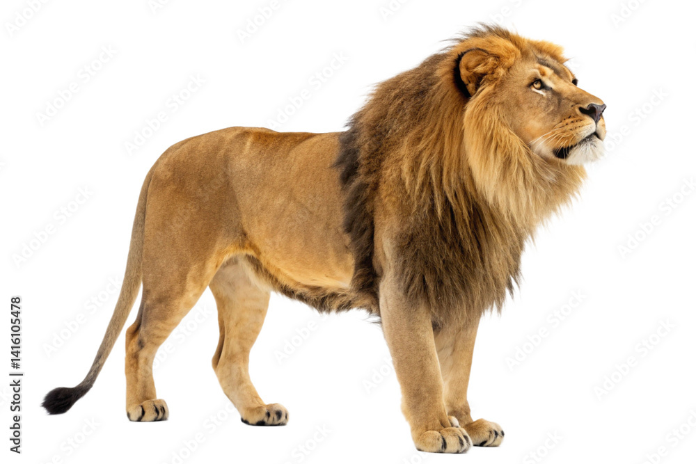 Obraz premium Majestic Male Lion Standing, Isolated on White Background
