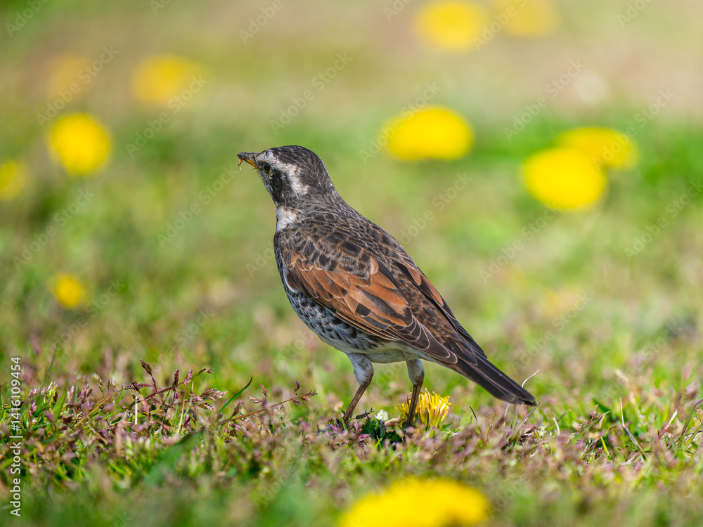 Naklejka premium 地面を歩くツグミ