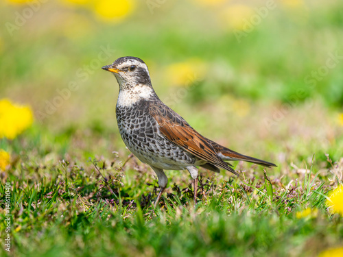 Wallpaper Mural 地面を歩くツグミ Torontodigital.ca