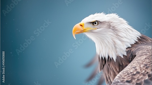 Majestic eagle profile closeup wildlife photography