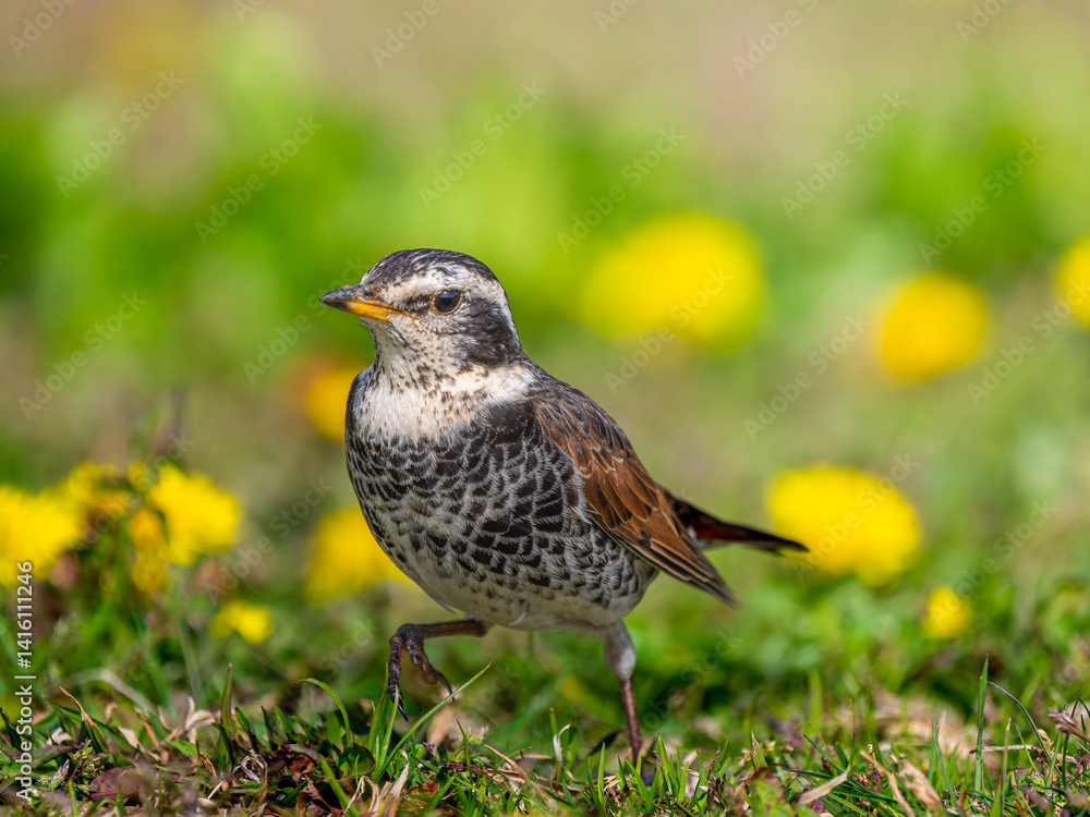 Fototapeta premium 地面を歩くツグミ