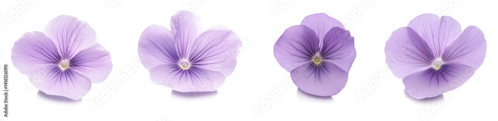 Obraz premium Delicate Lavender Flowers