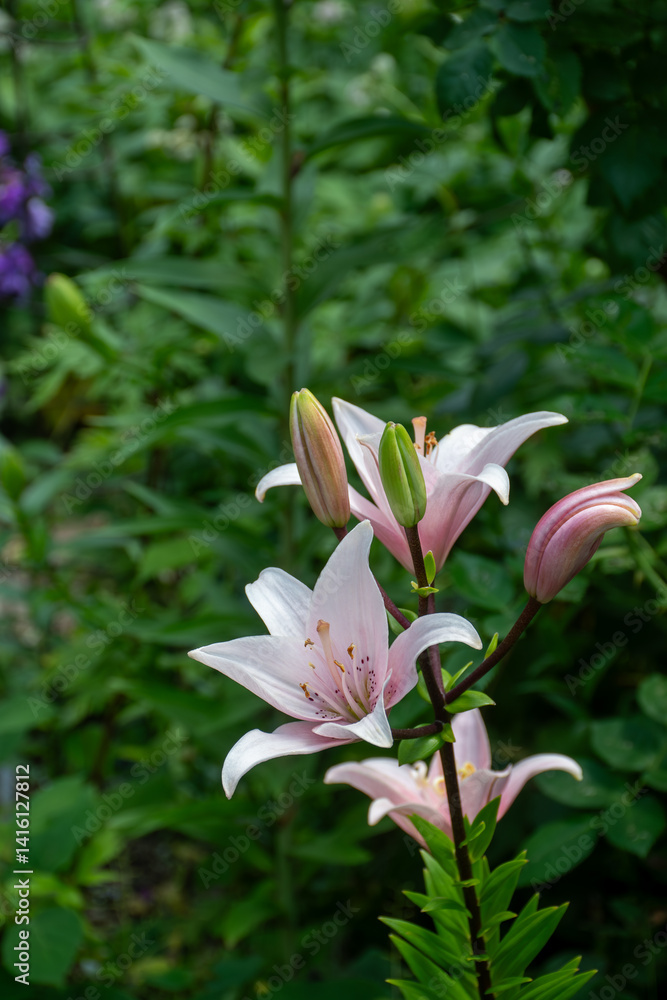 Fototapeta premium 夏の庭の満開のピンクのユリ 