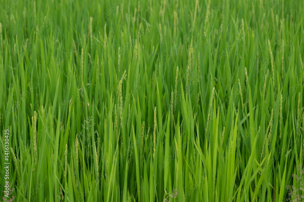 花が咲いたイネの穂
花が咲いたイネの穂