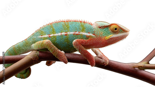 Wallpaper Mural A colorful green chameleon, a wild reptile with exotic scales and captivating eyes, rests on a hand against an isolated white backdrop Torontodigital.ca