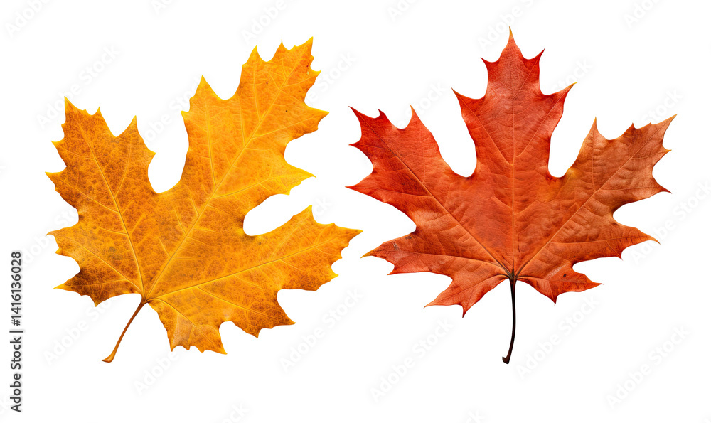 Two Vivid Autumn Oak Leaves on transparent backround Two Vivid Autumn Oak Leaves on transparent backround