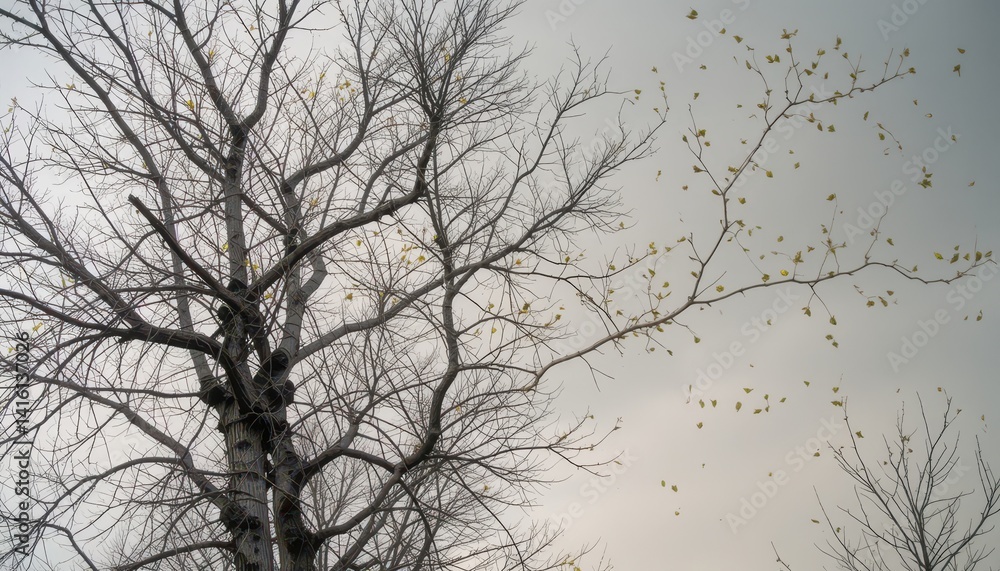 Intricate Branches of a Gnarled Tree Against a Cloudy Sky A Stunning Nature Photograph Intricate Branches of a Gnarled Tree Against a Cloudy Sky A Stunning Nature Photograph
