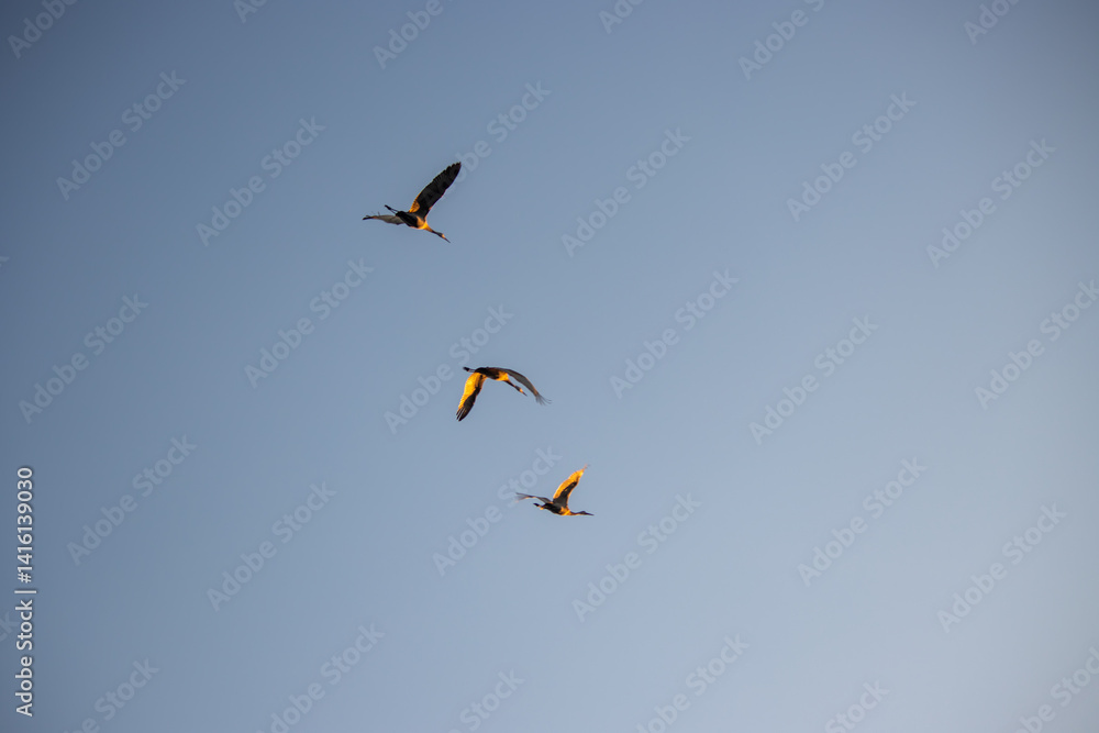 Obraz premium Three storks in flight during the early evening