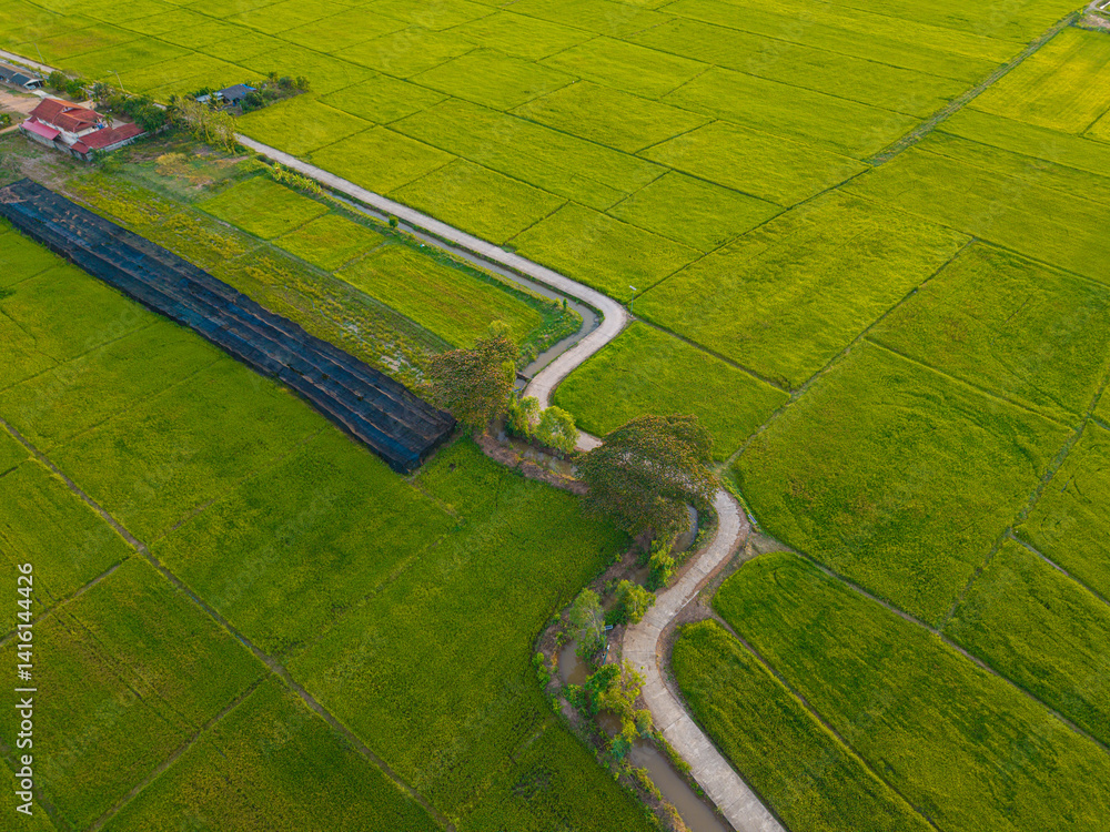 Green paddy rice plantation field agricultural industry