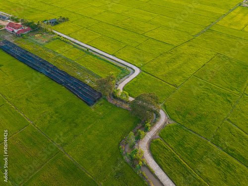 Obraz na płótnie Green paddy rice plantation field agricultural industry w salonie
