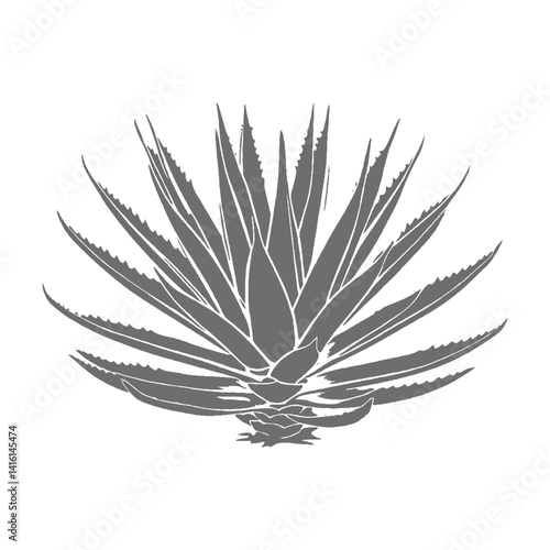 Detailed Illustration of an Agave Plant