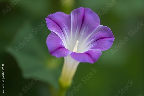 Close-up of a Morning Glory Flower Unfurling