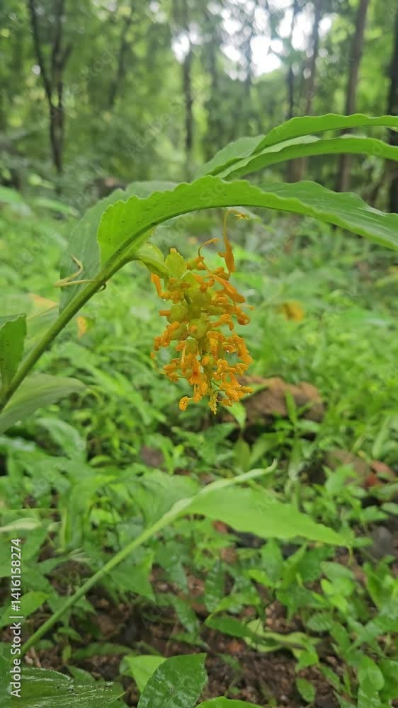 Globba winiti yellow in clusters in the forest
