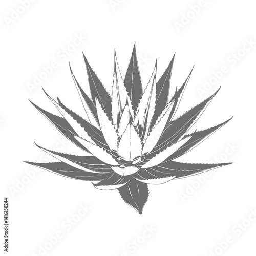 cannabis leaf vector illustration