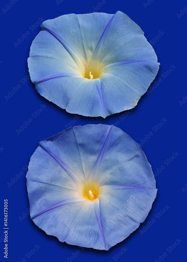flower on blue background