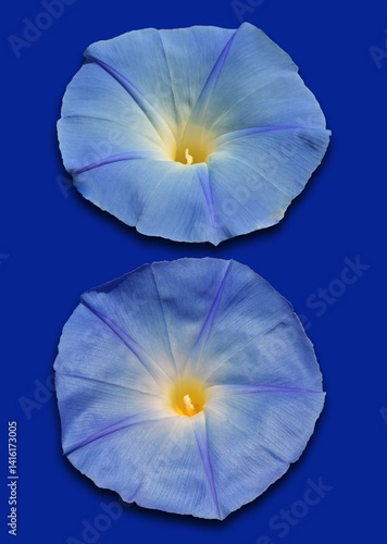 flower on blue background