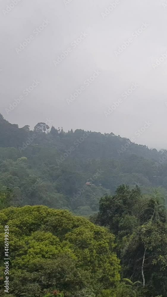 Viewing Forest Hillside in Misty Weather with Green Trees Viewing Forest Hillside in Misty Weather with Green Trees