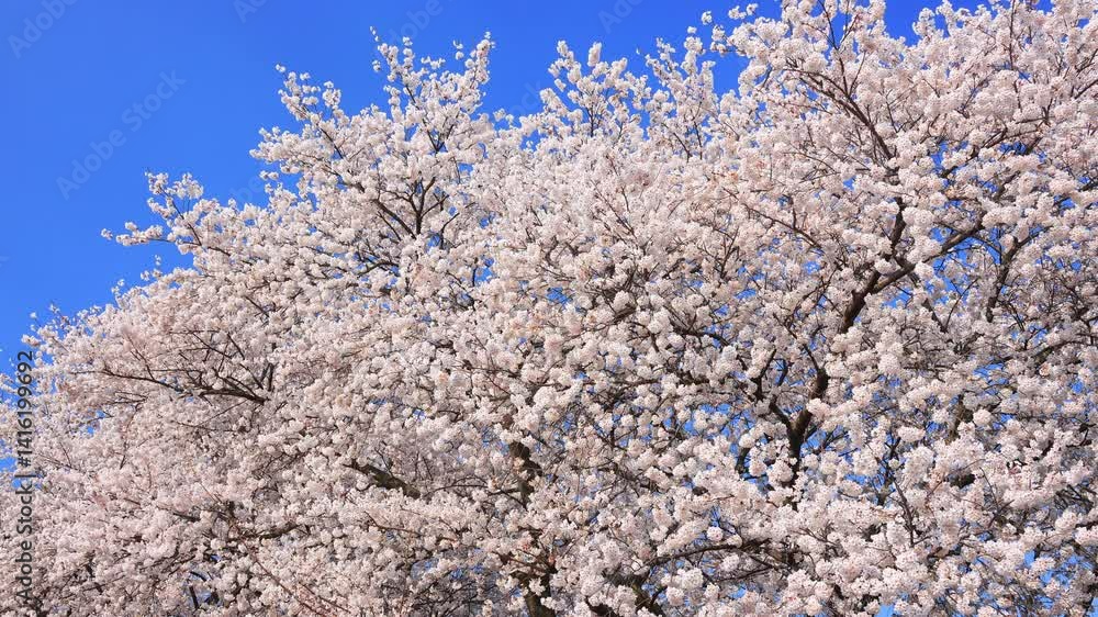 Cherry blossoms swaying in the wind and blue sky Cherry blossoms swaying in the wind and blue sky