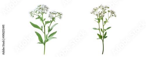 Valerian flowers, close up, isolated in white background