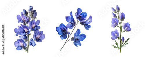 Wild indigo flowers, close up, isolated in white background