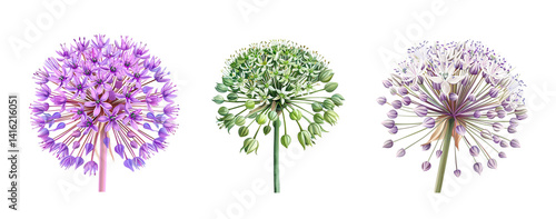 Allium flowers in different colors, close up, isolated in white background