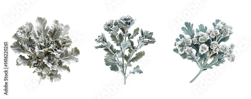 Clusters of dusty miller flowers, close up, isolated in white background