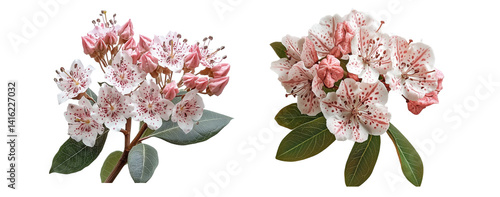 Mountain laurel flowers, close up, isolated in white background