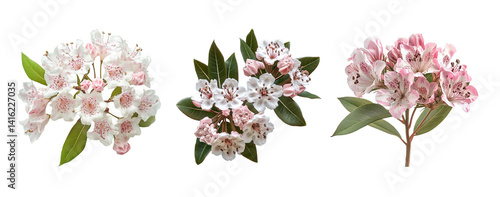 Clusters of mountain laurel flowers, close up, isolated in white background