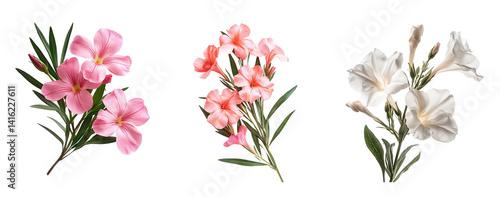 Oleander flowers in different variations, isolated in white background
