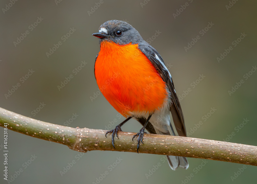 Flame Robin Flame Robin
