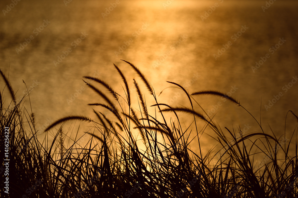 Obraz premium silhouette of wild grass swaying in the wind against golden water reflection during sunset, creating a peaceful and natural scene in warm evening light 