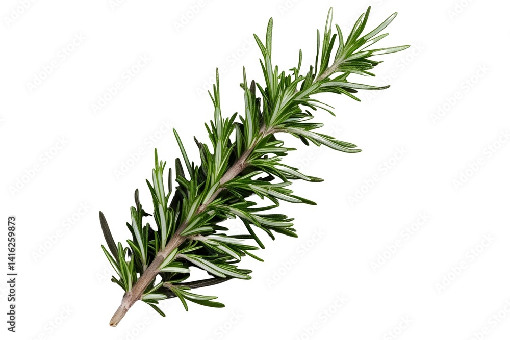 Fototapeta premium rosemary isolated on transparent background