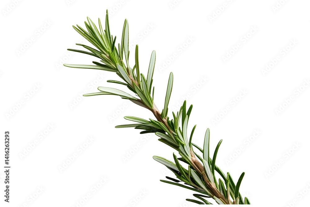 Fototapeta premium rosemary isolated on transparent background
