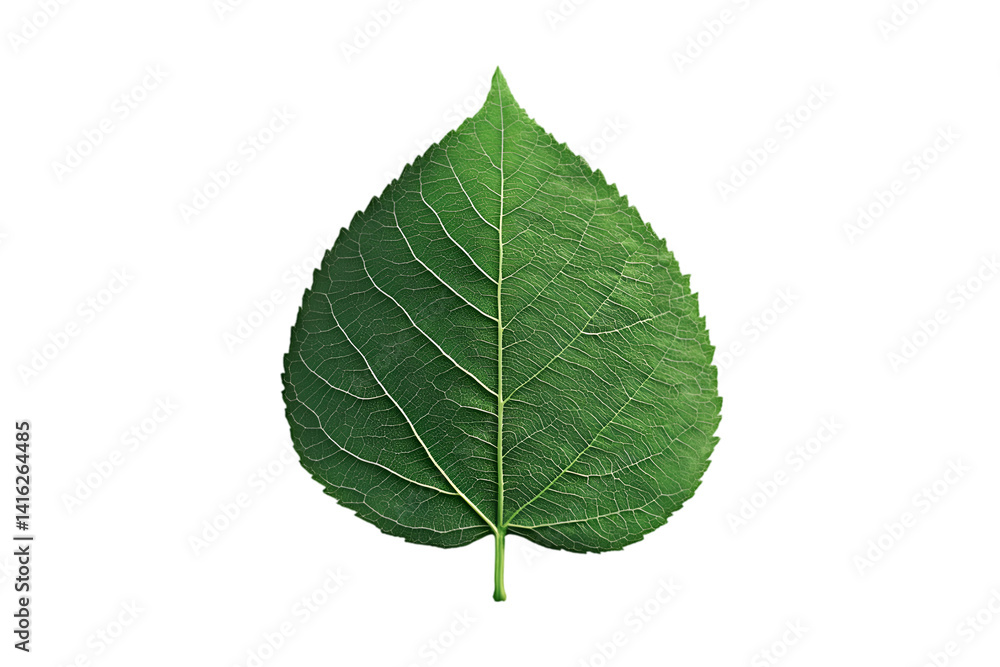 Single Green Leaf on Black Background Botanical Nature Closeup Single Green Leaf on Black Background Botanical Nature Closeup