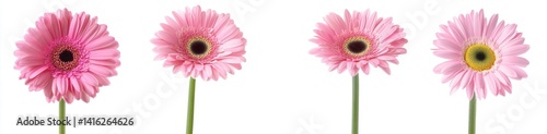 Delicate Pink Gerbera Daisies (2)