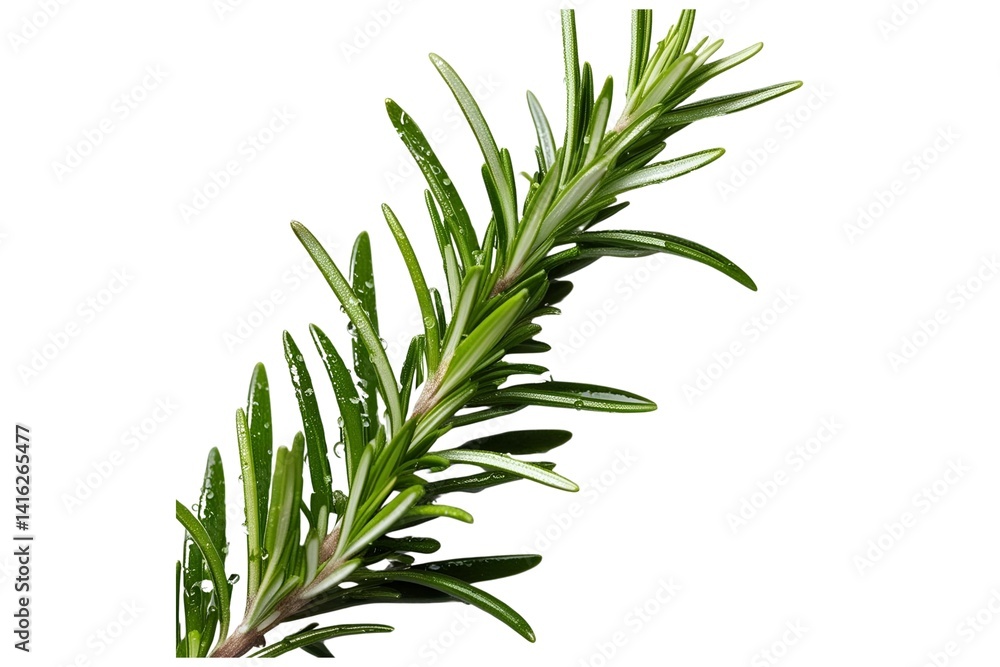 Fototapeta premium rosemary isolated on transparent background