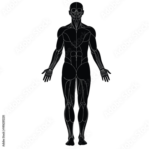 Human anatomy silhouette. This image shows a detailed outline of the human muscular system, emphasizing body structure and anatomical design. Vector clipart black illustration design.