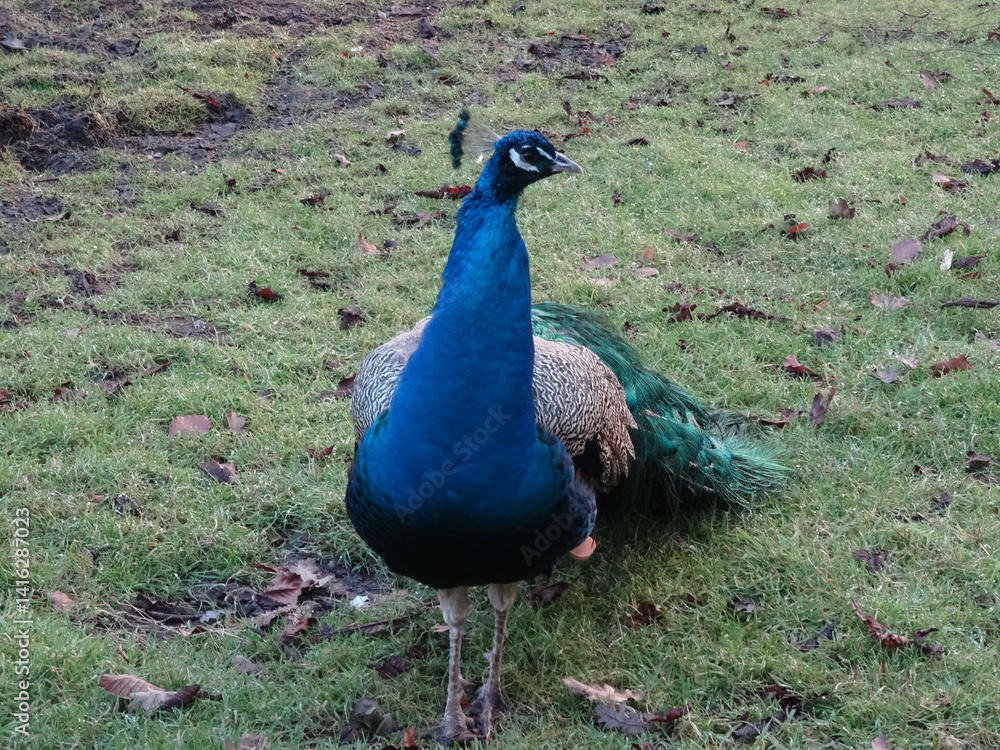Fototapeta premium peacock in the garden