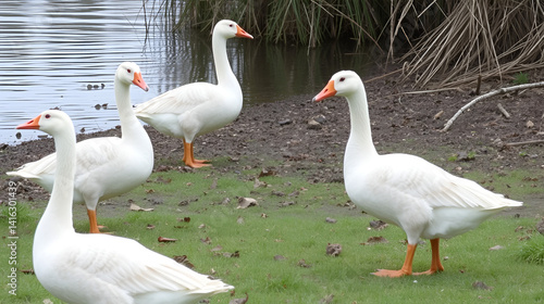 Gooses on grass