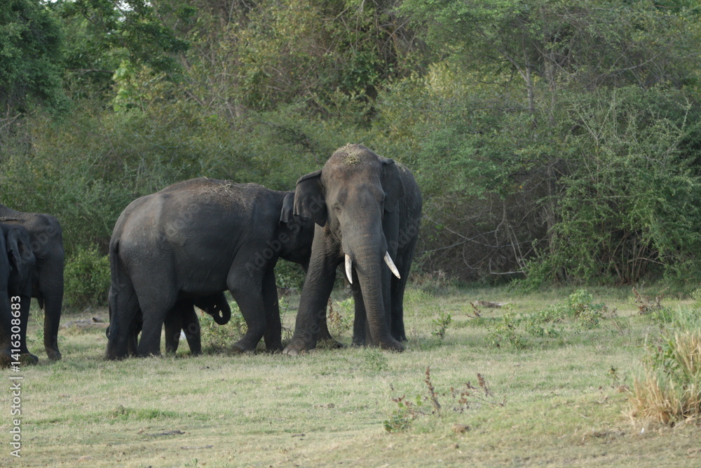 Fototapeta premium Sri Lankan Elephants and Tuskers in Kalawewa, Sri Lanka 